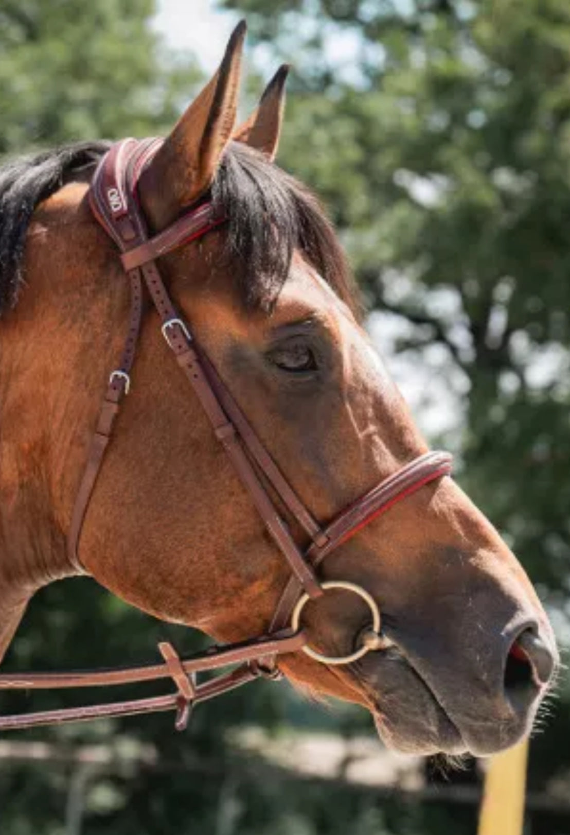 CWD Sport Colour Bridle - French Noseband - Brown